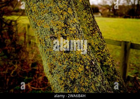 Thaxted Essex UK Lichen and Tree Bark Dec 2023 Banque D'Images