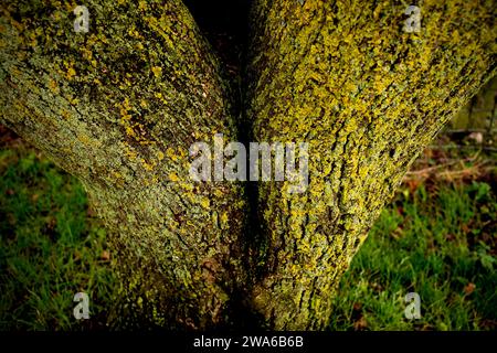 Thaxted Essex UK Lichen and Tree Bark Dec 2023 Banque D'Images