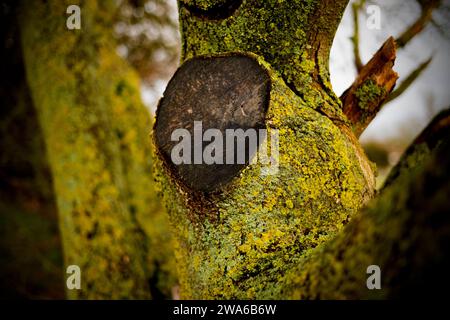 Thaxted Essex UK Lichen and Tree Bark Dec 2023 Banque D'Images