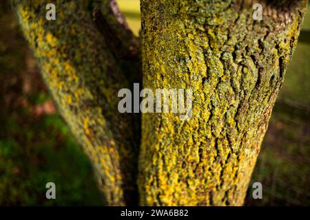 Thaxted Essex UK Lichen and Tree Bark Dec 2023 Banque D'Images