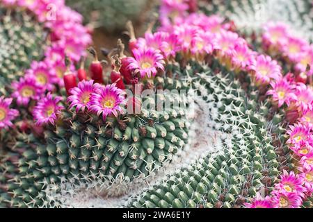 Mammillaria sous forme de crête, lusus, cactus monstrueux, Cactaceae. Plante succulente ornementale. fleur rose. Banque D'Images