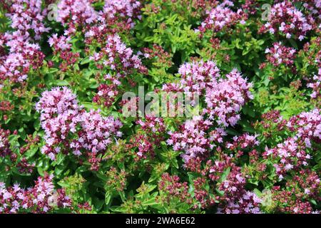 Fleurs Compact origan (Origanum vulgare 'compactm') plantes. Banque D'Images