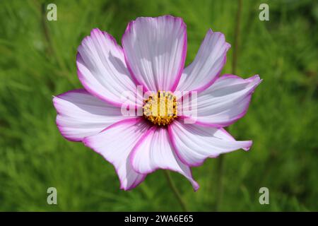Fleur d'aster mexicain (Cosmos bipinnatus 'Picotee') Banque D'Images
