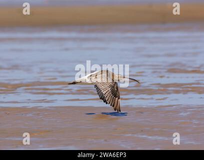 Courlis eurasien Numenius arquata, en vol au-dessus du sable de marée, Cleveland, Angleterre, Royaume-Uni, septembre. Banque D'Images