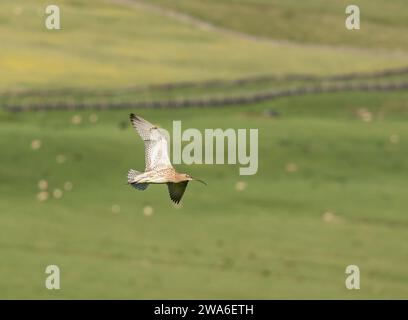 Le courlis eurasien Numenius arquata, en vol au-dessus des pâturages ovins des hautes terres, habitat de reproduction, Teesdale, comté de Durham, Angleterre, Royaume-Uni, juin. Banque D'Images