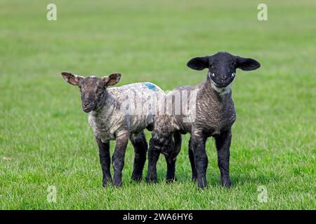 Deux agneaux noirs et blancs de moutons domestiques dans la prairie / champ au printemps, Schleswig-Holstein, Allemagne Banque D'Images