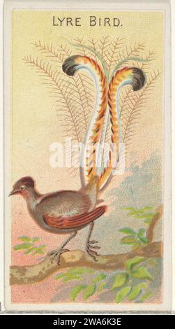 Lyre Bird, de la série Birds of the Tropics (N5) pour Allen & Ginter cigarettes Brands 1963 par Allen & Ginter Banque D'Images