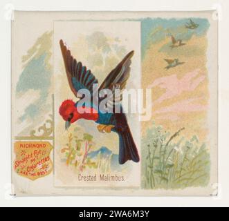 Crested Malimbus, de la série Song Birds of the World (N42) pour Allen & Ginter cigarettes 1963 par Allen & Ginter Banque D'Images