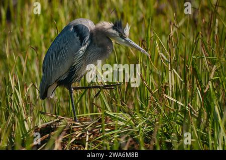 Great Blue Heron gratte son cou Banque D'Images