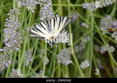 Gros plan d'un papillon tigre à queue d'aronde pollinisant des fleurs de lavande Banque D'Images