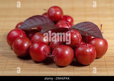 Prunes cerisières, Prunus cerasifera, en gros plan Banque D'Images