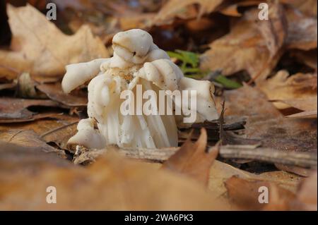 Gros plan sur helvel commun, elfin ou champignon de selle blanc Helvella crispa sur le sol de la forêt Banque D'Images