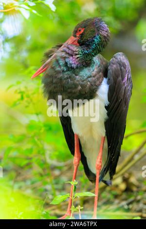 Gros plan d'une cigogne noire, Ciconia nigra, reposant dans une forêt verdoyante Banque D'Images