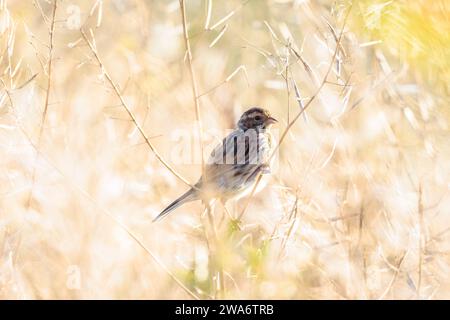 Une bande de roseau commune Emberiza schoeniclus, chante une chanson sur un panache de roseau Phragmites australis. Les lits de roseaux ondulent en raison des vents forts dans les mers de printemps Banque D'Images