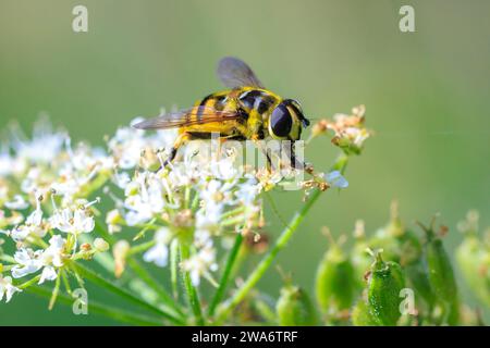 Gros plan de Batman hoverfly, Myathropa florea, pollinisant sur des fleurs blanches. Banque D'Images