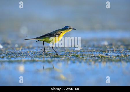 Gros plan d'un oiseau mâle à queue de wagtail jaune de l'Ouest Motacilla flava se nourrissant dans l'eau par une journée ensoleillée pendant la saison printanière. Banque D'Images