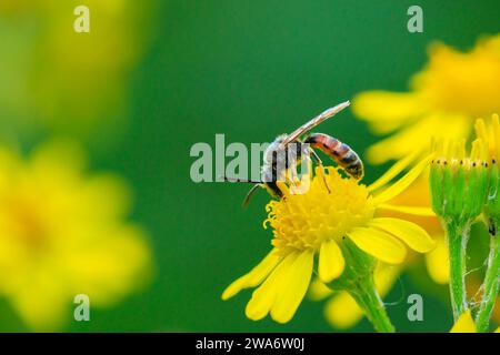 Gros plan d'un lasioglossum calceatum, espèce paléarctique d'abeille sudorifère, pollinisant sur une fleur jaune. Banque D'Images