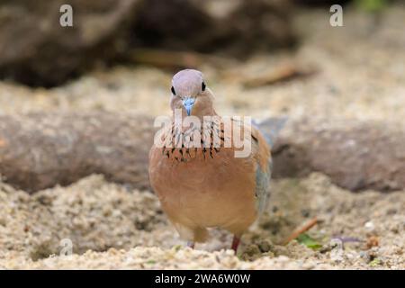 Gros plan d'une colombe riante, Spilopelia senegalensis, terrain de promenade Banque D'Images