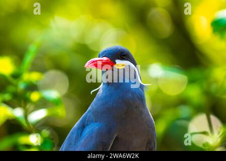 La sterne Inca Larosterna inca a oiseaux gris foncé, blanc, moustache et rouge-orange bec et pieds. Se reproduit sur la côte du Pérou, du Chili et de l'Equateur afin Banque D'Images