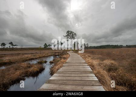 Promenade en bois, le Dragonfly Trail à travers Thursley Common à Surrey, Royaume-Uni. Banque D'Images