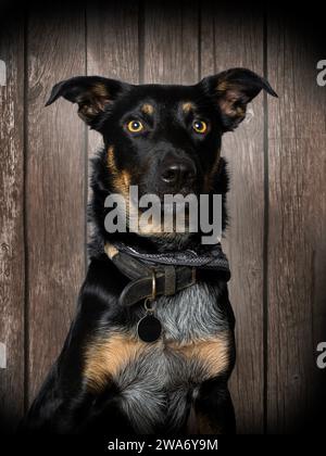 Border collie traverse le Kelpie australien Banque D'Images