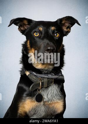 Border collie traverse le Kelpie australien Banque D'Images