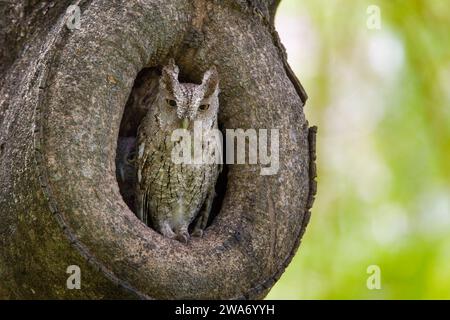 Hibou du Pacifique adulte (Megascops cooperi) qui garde le poussin à l'entrée du nid. Forêt tropicale sèche, Guanacaste, Costa Rica. Banque D'Images