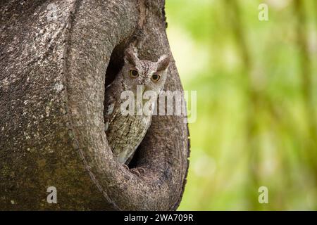 Hibou du Pacifique adulte (Megascops cooperi) qui garde l'entrée du nid. Forêt tropicale sèche, Guanacaste, Costa Rica. Banque D'Images