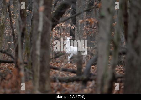 Biche albinos de cerf de Virginie marchant dans les bois du sud-est de l'Illinois en hiver. Banque D'Images