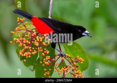 Ramphocelus passerinii, un tanager mâle à ronflement écarlate, se nourrissant de fruits Miconia longifolia. Forêt tropicale de plaine, Sarapiquí, pente des Caraïbes, Costa Rica. Banque D'Images