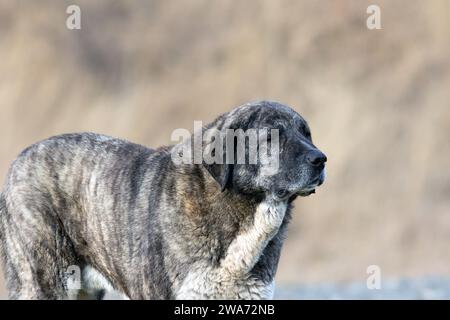 énorme chien kangal closeup, une grande race de berger d'asie Banque D'Images