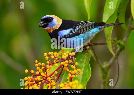 Tanager à capuchon doré (Stilpnia larvata) se nourrissant de fruits Miconia longifolia. Forêt tropicale de plaine, Sarapiquí, pente des Caraïbes, Costa Rica. Banque D'Images