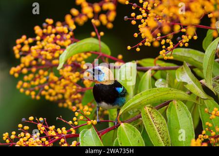 Tanager à capuchon doré (Stilpnia larvata) se nourrissant de fruits Miconia longifolia. Forêt tropicale de plaine, Sarapiquí, pente des Caraïbes, Costa Rica. Banque D'Images