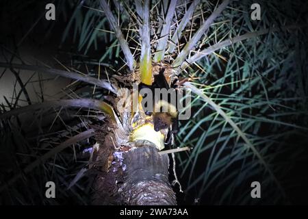 Une chauve-souris est assise sur un arbre pour boire du jus de datte cru dans la banlieue de Munshiganj à Dhaka, au Bangladesh, le 2 janvier 2024. Nipah est une maladie virale mortelle. Dis Banque D'Images