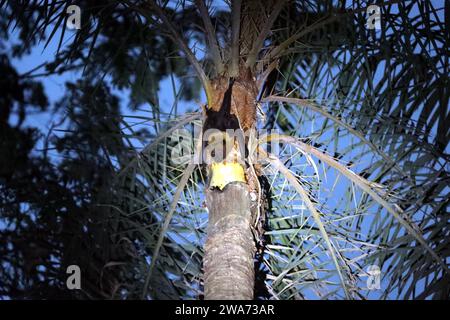 Une chauve-souris est assise sur un arbre pour boire du jus de datte cru dans la banlieue de Munshiganj à Dhaka, au Bangladesh, le 2 janvier 2024. Nipah est une maladie virale mortelle. Dis Banque D'Images