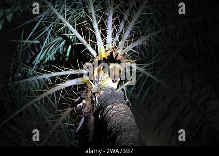 Une chauve-souris est assise sur un arbre pour boire du jus de datte cru dans la banlieue de Munshiganj à Dhaka, au Bangladesh, le 2 janvier 2024. Nipah est une maladie virale mortelle. Dis Banque D'Images