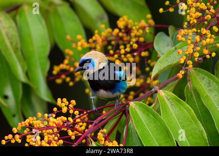 Tanager à capuchon doré (Stilpnia larvata) se nourrissant de fruits Miconia longifolia. Forêt tropicale de plaine, Sarapiquí, pente des Caraïbes, Costa Rica. Banque D'Images