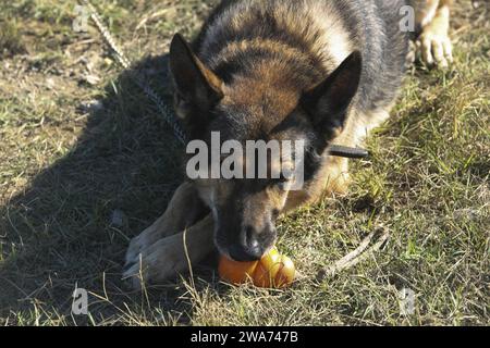 Forces militaires AMÉRICAINES. 151026AW179-428 DOGANBEY, Turquie (26 octobre 2015) – Endy R195, un chien détecteur d’explosifs/patrouille des Marines des États-Unis de la 26e unité expéditionnaire des Marines, se repose après une démonstration de chien de travail militaire pour les Marines et les marins turcs au cours de l’exercice Egemen 2015 octobre 26. Egemen est un exercice amphibie dirigé et hébergé par la Turquie conçu pour augmenter les compétences tactiques et l'interopérabilité entre les participants. (Photo du corps des Marines des États-Unis par le caporal Joshua W. Brown/libéré) Banque D'Images