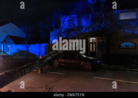 Beedell Avenue, Westcliff on Sea, Essex, Royaume-Uni. 2 janvier 2024. Les vents forts de la tempête Henk ont soufflé un arbre sur une voiture et une propriété, fermant la route. Les chirurgiens des arbres ont commencé à travailler pour enlever l'arbre, avec la police à portée de main créant la lumière bleue Banque D'Images