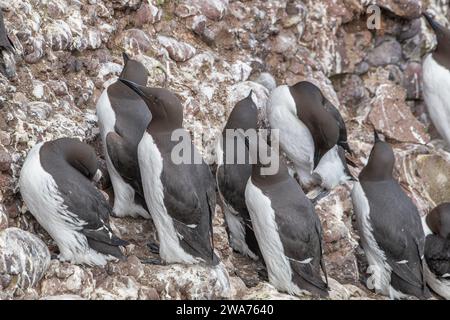 Guillemot, (Uria aalge), Fowlsheugh, Aberdeenshire, Écosse, ROYAUME-UNI Banque D'Images