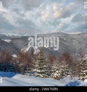 Matin d'hiver sur les montagnes pittoresques de jeunes sapins et bouleaux. Pente alpine mountain Skupova, Verkhovyna district, l'Ukraine, afin d'Chorno Banque D'Images