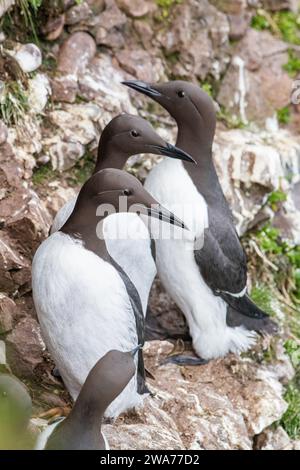 Guillemot, (Uria aalge), Fowlsheugh, Aberdeenshire, Écosse, ROYAUME-UNI Banque D'Images