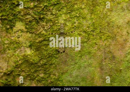 Mante priante camouflée sur écorce d'arbre. Forêt tropicale de plaine, Sarapiquí, pente des Caraïbes, Costa Rica. Banque D'Images