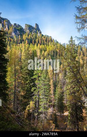Image d'automne d'une forêt de mélèzes et d'épinettes dans les Dolomites, près de Cortina d'Ampezzo, Italie Banque D'Images