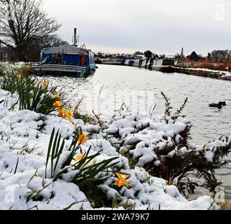 Daffs dans la neige le long du canal à l'extérieur des chalets de Crabtree, près de Burscough le long des canaux L et L un rare événement de neige s'est produit pendant la nuit Banque D'Images