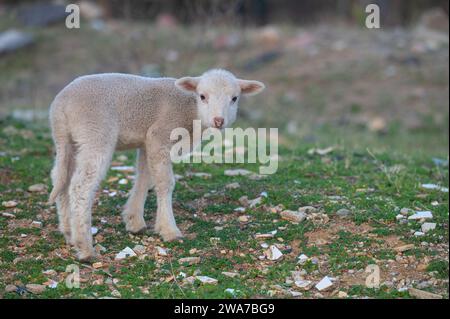 Des agneaux blancs nouveau-nés sont nourris sur le terrain. Banque D'Images