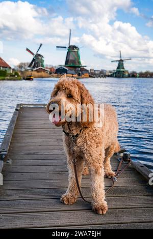 chien heureux sur la jetée avec des moulins à vent hollandais à zaanse schans Banque D'Images