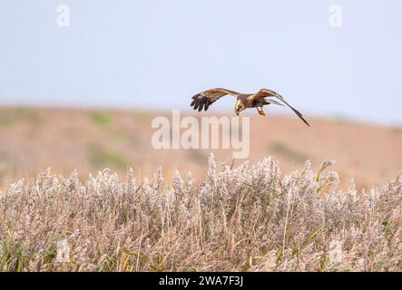 Un Male Marsh Harrier Circus aeruginosus chasse et survolant une réserve naturelle de North Norfolk, Royaume-Uni Banque D'Images