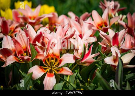 gros plan panorama vue de fleurs colorées dans le jardin Banque D'Images