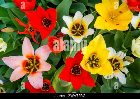 dirigez-vous vers un panorama de fleurs colorées Banque D'Images